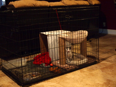 [The kitten is inside a large dog crate. Inside the crate is a cat sling with scratching posts, a box with a blankie, a mini litter box, some toys, and a food and water dish.]